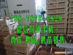 漳州鸡苗批发价格 玉林鹅苗图片 四川黄鳝苗出售电话