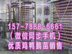 肇庆禽苗批发市场 绿壳蛋鸡苗 广西那里有黄鳝苗出售