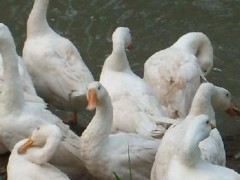 养鹅场批发  狮头鹅苗价格 四季朗德鹅苗 成品鹅回收 鹅苗参数