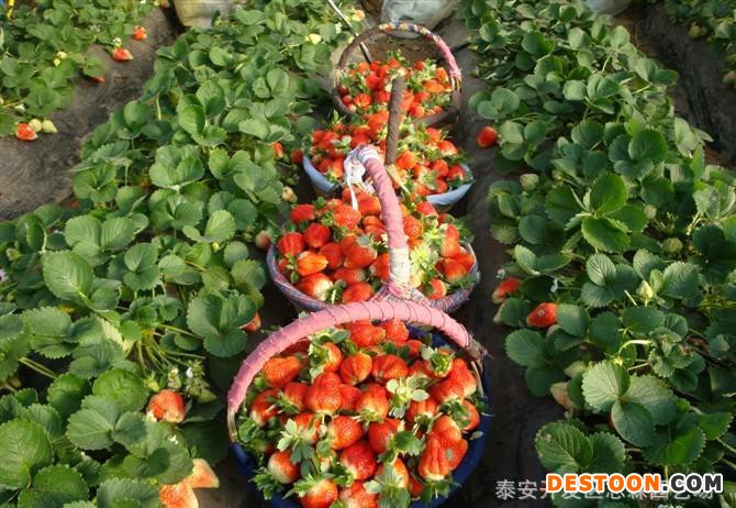 草莓苗 奶油草莓苗 丰香草莓苗 红颜草莓苗