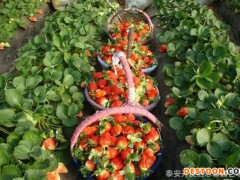 草莓苗 奶油草莓苗 丰香草莓苗 红颜草莓苗