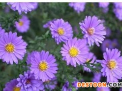 零售鲁冰花，钓钟柳  ，羽扇豆，福禄考种子，花菱草等