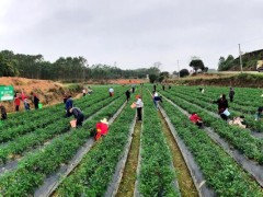 保供应 助增收——​钦州市农业农村局展开党员意愿者效劳活动