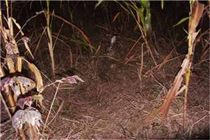 河北农村特种养殖项目养殖杂交野兔养殖前景