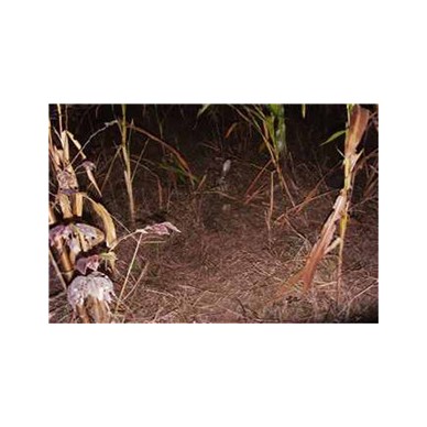 河北农村特种养殖项目养殖杂交野兔养殖前景