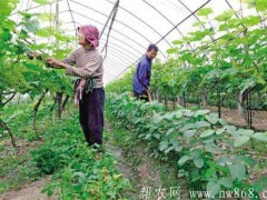 种植经历——蔬菜套种效益好