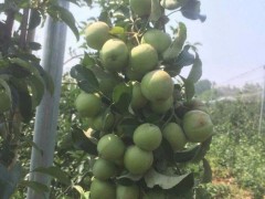 山东现代农业科技有限公司 蛇果苹果苗包运输   优质蛇果苹果苗包成活