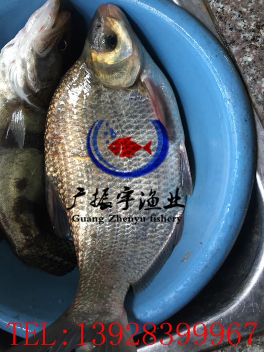 广振宇经营出售鳊鱼鱼苗批笋壳鱼价格