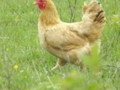 众鑫江汉鸡苗  五黑一绿鸡苗 高产土鸡苗 绿壳鸡苗  散养土鸡蛋 绿壳鸡蛋 脱温种鸡苗 鸡苗孵化 鸡苗养殖技术