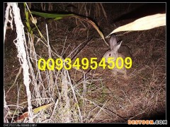 安康农村特种养殖批发