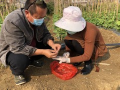 勐遮镇启动对草地贪夜蛾的监测任务