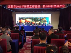 宜都市举行“2019‘精品宜都蜜柑’、新种类柑橘鉴评会”
