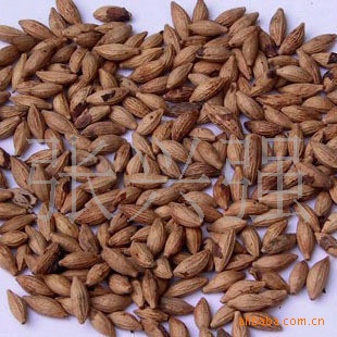 供应【桂花种子】桂花树种子-可以达到97%发芽 支持货到付款