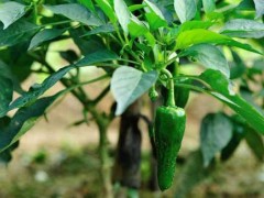 冬季露天种植蔬菜的管理措施