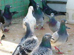 池州鸽子养殖