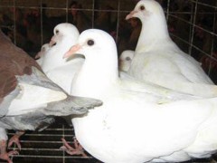 池州鸽子养殖