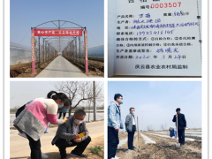 对我县蔬菜消费基地展开质量平安反省和食用农产品合格证试行宣传指点