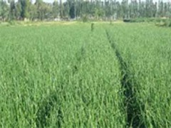 洋葱种植技术和管理要点