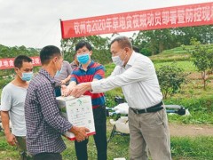 加急！全市91个监测点均发现草地贪夜蛾病虫害——​虫口夺粮外行动 迷信施策保歉收