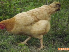 众鑫 江汉鸡苗 高产土鸡苗 绿壳鸡苗 鸡苗批发   土鸡蛋 绿壳鸡蛋 脱温种鸡苗 鸡苗孵化 鸡苗养殖技术