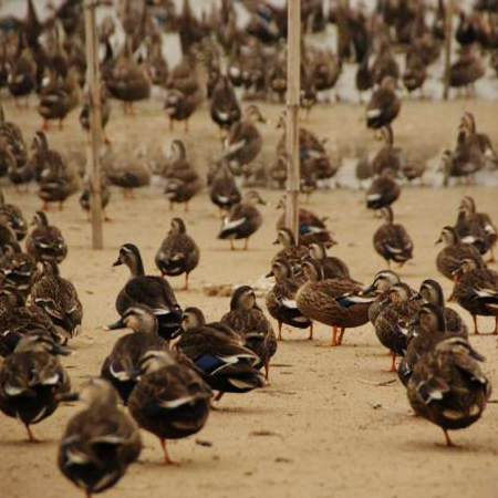 池州野鸭养殖