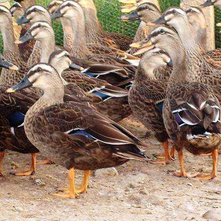 池州野鸭养殖