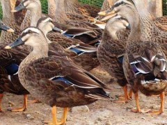 池州野鸭养殖
