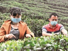 春茶采摘合理时