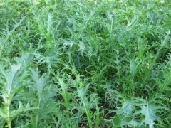 雪里红种植技术及病虫害防治办法