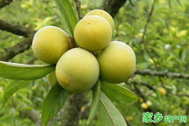 贵阳土特产之清镇酥李 -[贵阳]清镇特产