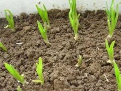 大蒜种植技术|大蒜高产措施|大蒜施肥办法