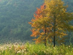 沧州市种子管理站为农民科普玉米收获知识