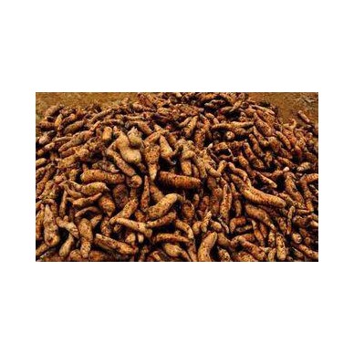 大量供应蜈蚣种苗 优质金头蜈蚣种苗