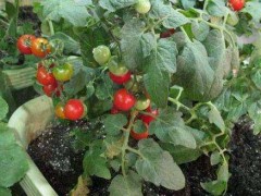 盆栽西红柿种植技术及管理办法