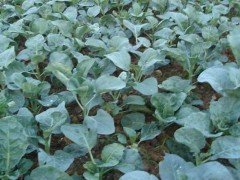 巨茎芥蓝的种植及管理