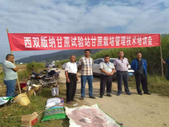 勐混镇召开秋甘蔗种植培训现场会