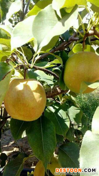 梨苗人工授粉承德市梨苗机质育苗比套袋果还美