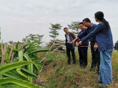 市农业农村局调研组到钦南区反省指点水果项目建立任务