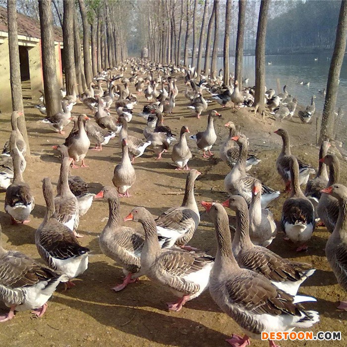 鼎发养鹅场批发郎德鹅苗 马冈鹅苗批发 狮头鹅鹅苗价格