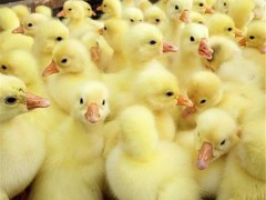鼎发养鹅场批发豁眼鹅 批发各种优质鹅苗、鹅雏 招鹅苗代理