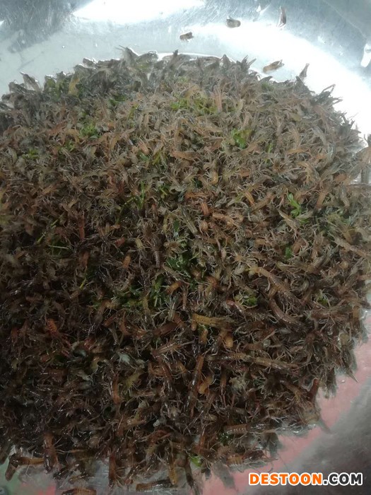 昆山罗非鱼苗推销