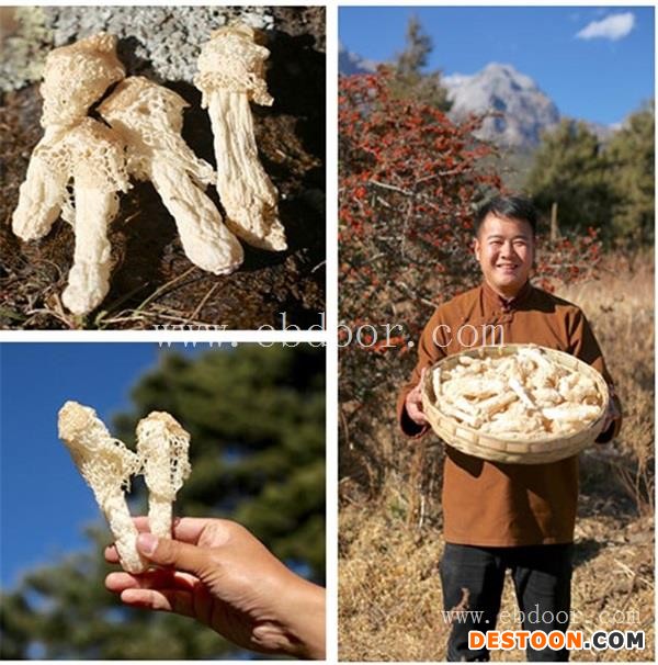 竹荪如何处理-丛茸菌业(在线咨询)-竹荪