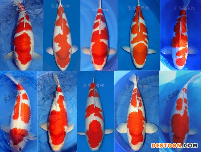 供应 台州蓬展锦鲤 001   锦鲤鱼苗 台州锦鲤厂家