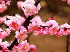 杏梅 - 河北沧州有哪些特产