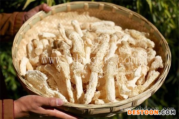 竹荪的食用方法-竹荪-香格里拉丛茸菌业(查看)