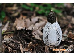 竹荪如何泡发-竹荪-丛茸菌业公司