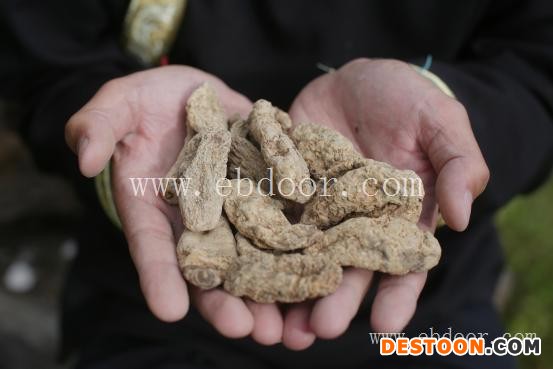 松茸蘑菇多少钱-松茸-香格里拉市丛茸菌业(查看)