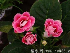 花卉栽培肥水管理和病虫防治技术