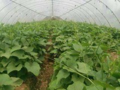 南方露地种植栽培佛手瓜