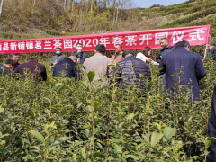 勉县：茶叶正式开园采摘